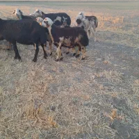 بره نرو ماده