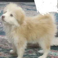 سگ خانگی تیرر