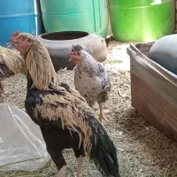 خروس لاری و مرغ اصیل