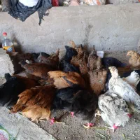 20عددنیمچه مرغ گلپایگانی