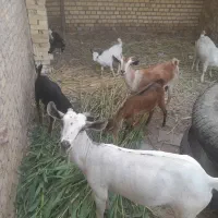 بز صلاله اصل