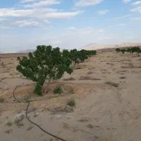فروش باغ زراعی