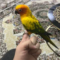 طوطی خورشیدی سان