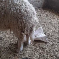بره نر
