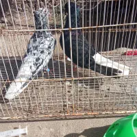 کبوتر فروشی دم سفید