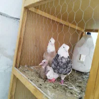 کبوتر طوقی مهر