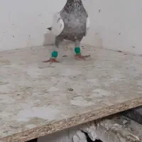 ماده سینه سار
