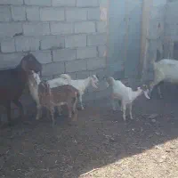 بزدوقلوبزهادرشت