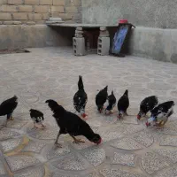 خروس و جوجه
