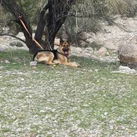 سگ ژرمن ورک کلاسیک