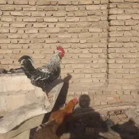 خروس|حیوانات مزرعه|نیشابور, امام خمینی|دیوار