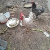 مرغ و خروس