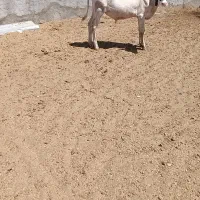 گوساله