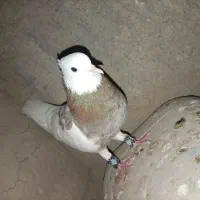 کفتر|پرنده|زیرکوه, |دیوار