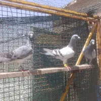 کبوتر|پرنده|زرقان, |دیوار