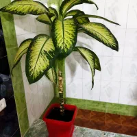 گل دیفن بزرگ