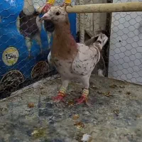 سرور هفت رنگ