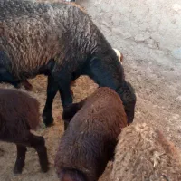 بره نر قوچ افشاری میش وبره