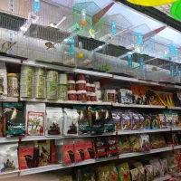 پرنده سرآ حسین