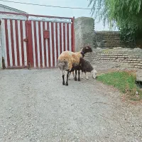 فروش گوسفند بره دار جوان افشاراصل جنس دار