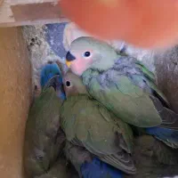 جوجه کوتوله برزیلی معاوضه با...