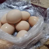 تخمرغ محلی تخم مرغ محلی  تازه  مناسب خوردن