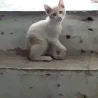 واگذاری خواهر برادر