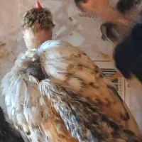 جوجه و تخم مرغ نطفه دار گلین لری برای فروش