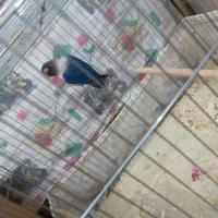 کوتوله|پرنده|حمیدیا, |دیوار