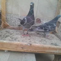 2تا پلاکی نر