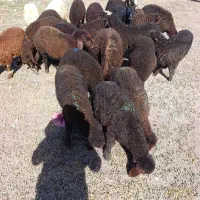 ۲۰ عددبره  نر برای نگهداری و پروار کردن