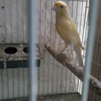 قناری نروماده