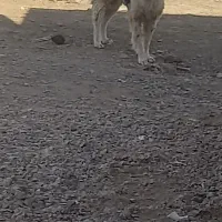 سگ اله