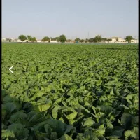 زمین زراعی