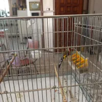 سهره ۳ساله مست
