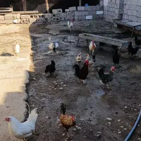 فروش مرغ