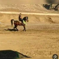 مادیان کرد بامدرک و شجره طلایی