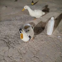 ۲ عدد اردک نر