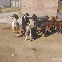 ۶تا بز پاکستانی اصل