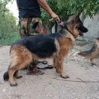 دو عدد سگ ژرمن شپرد
