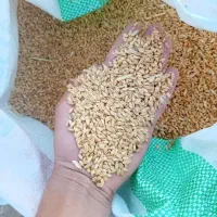 گندم درجه یک