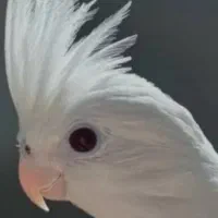 عروس هلندی