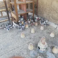 فروش ۴۰ عدد کبوتر دمگیر