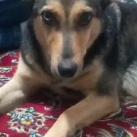 سگ پیدا شده
