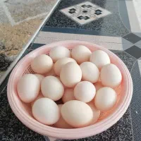 تخم مرغ کردی
