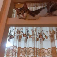 گربه ماده یکساله مهربون رایگان