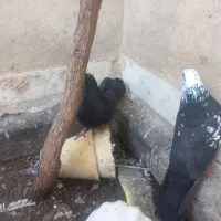 کبوتر|پرنده|اردستان, |دیوار
