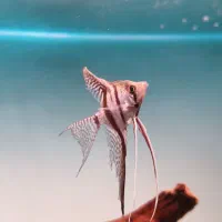 آنجل تایگر