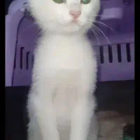 فروش گربه