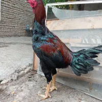 خروس لاری.